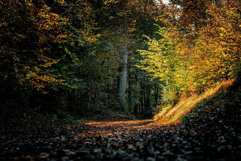 Meditative Walk